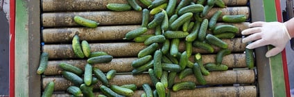 Salmonella...
