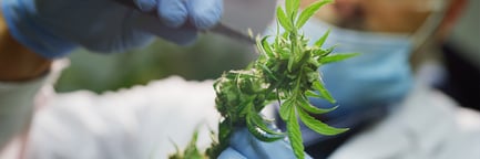 Free Guide: In Cannabis Quality Control, Compliance Can Be Your Friend and Ally