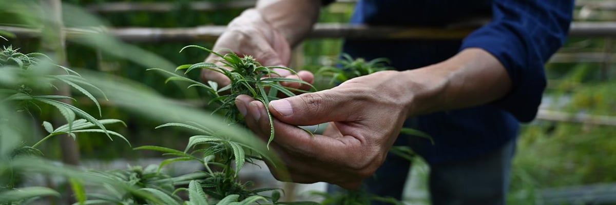 Report: Cannabis Jobs Dipped...