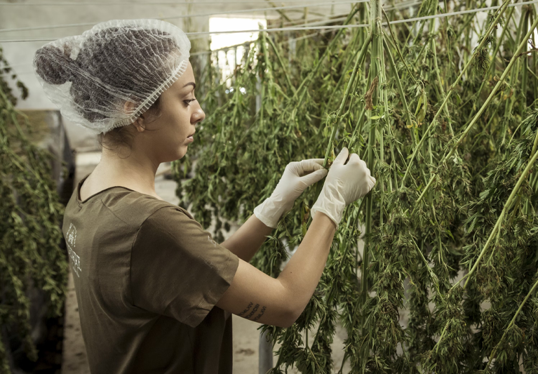 Webinar - Why GMPs are Crucial for Cannabis Businesses