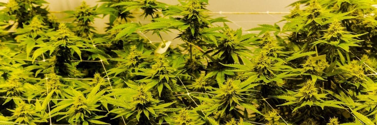 Michigan Lawmakers Introduce...