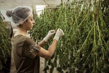  A cannabis facility worker hangs up plants to dry. (@TerrediCannabis/Unsplash)