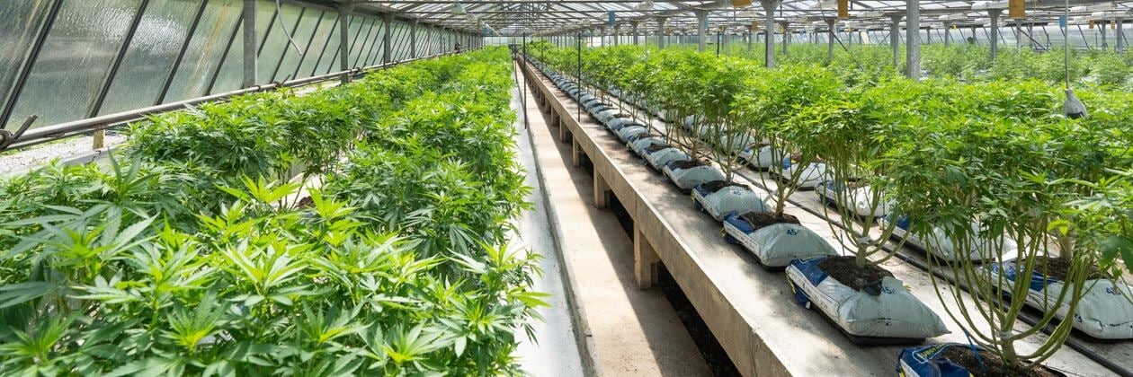 Report Finds a Tough 2023 for the Top Cannabis Companies - Will Rescheduling Help?