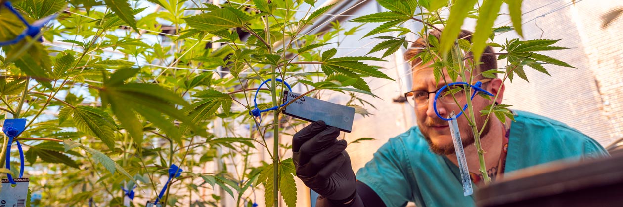 People in Cannabis: How Can Technology and Efficiency Equalize Cannabis Compliance?