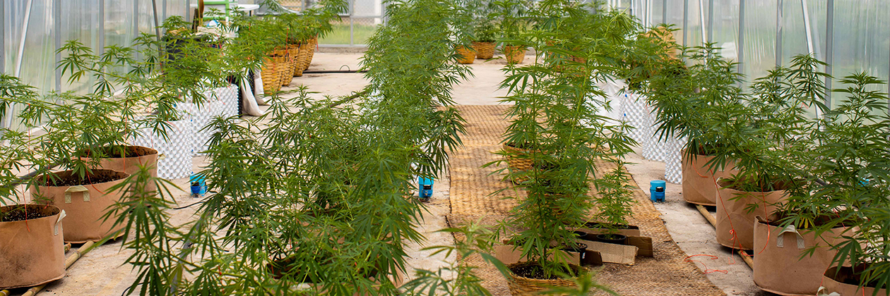 Free Guide: How Compliance Regulations Can Help Cannabis Cultivators