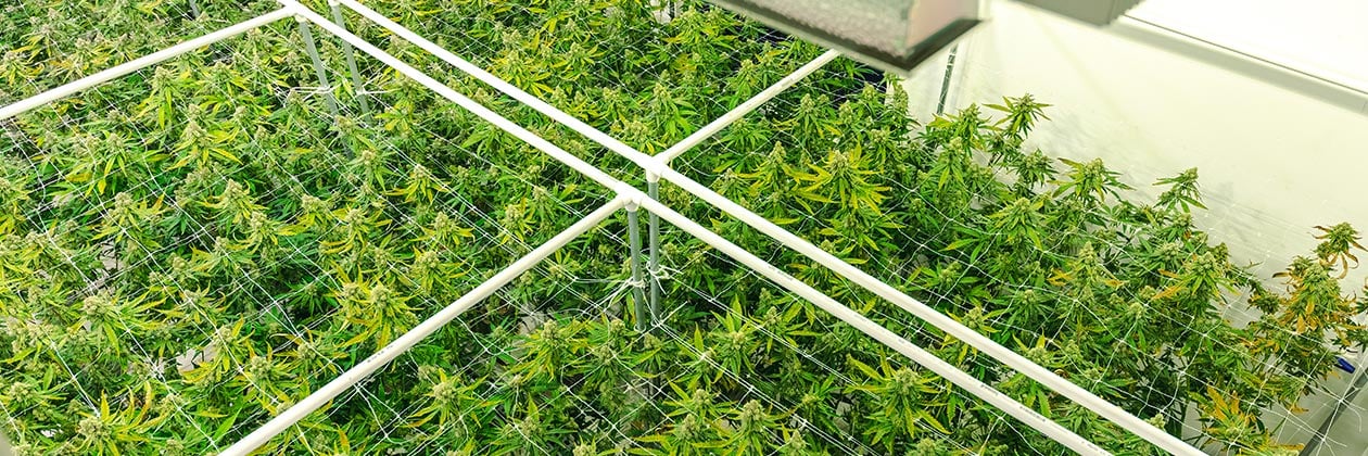 “Compliance is Absolutely Critical for Cannabis Cultivators”
