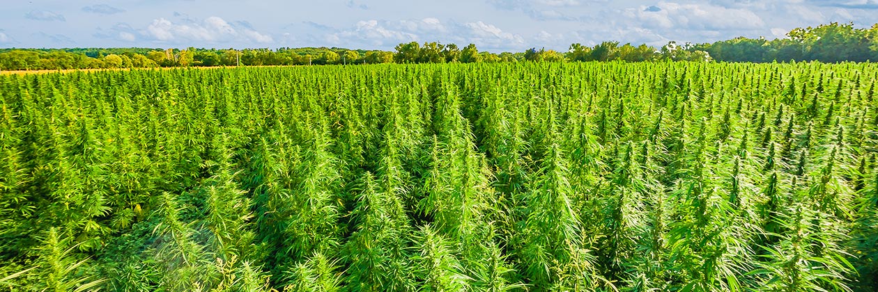 Kyle Neathery of Samson Extracts on How Hemp Can Help Southern Farmers Find a New Cash Crop