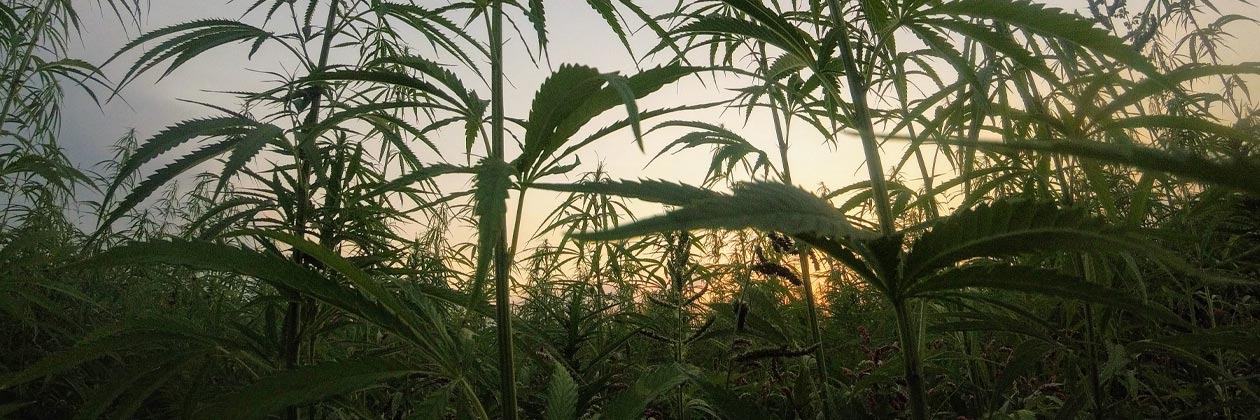 BDSA: Global Legal Cannabis Market to Reach $58 Billion by 2028