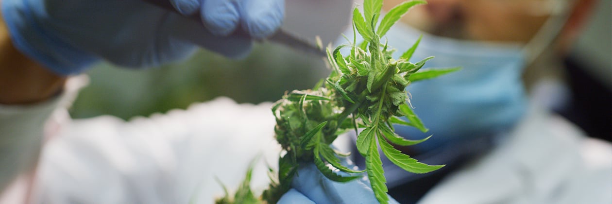 Free Guide: In Cannabis Quality Control, Compliance Can Be Your Friend and Ally