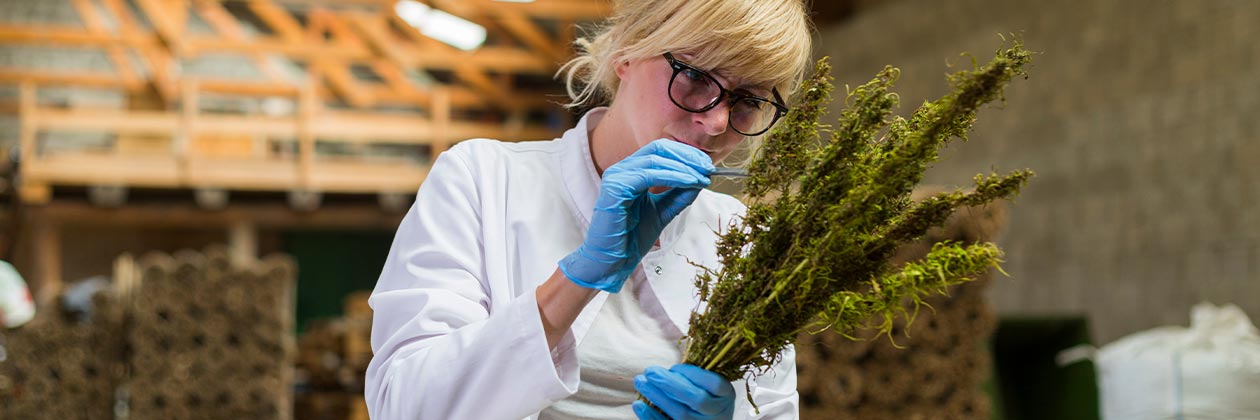 The Biggest Myths About Working in Cannabis 